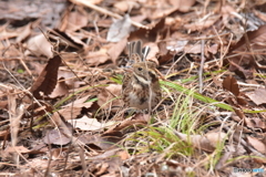 冬鳥ですから