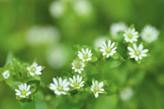 春の花達 Ⅴ
