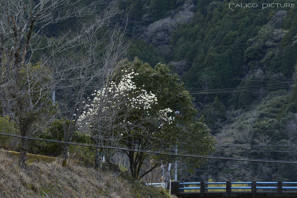 里山の春