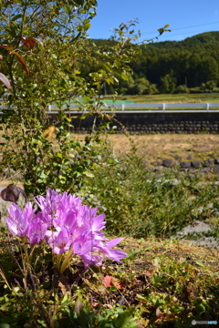 華やかな美しさ