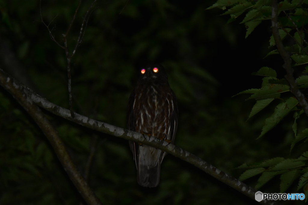 夜の番人 Ⅰ
