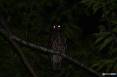 夜の番人 Ⅰ