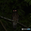 夜の番人 Ⅰ