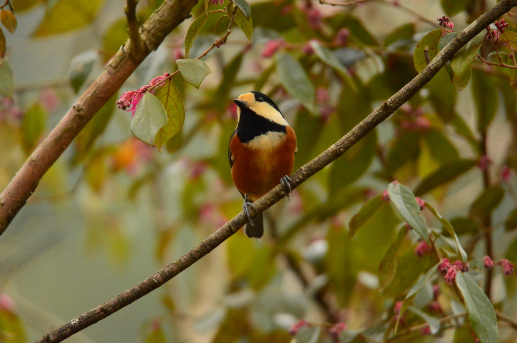 トキワマンサクとヤマガラ
