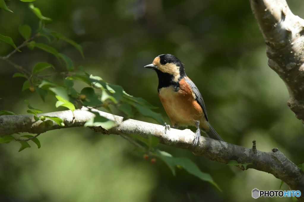 久しぶりのお日様ヤマガラ♪