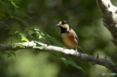 久しぶりのお日様ヤマガラ♪