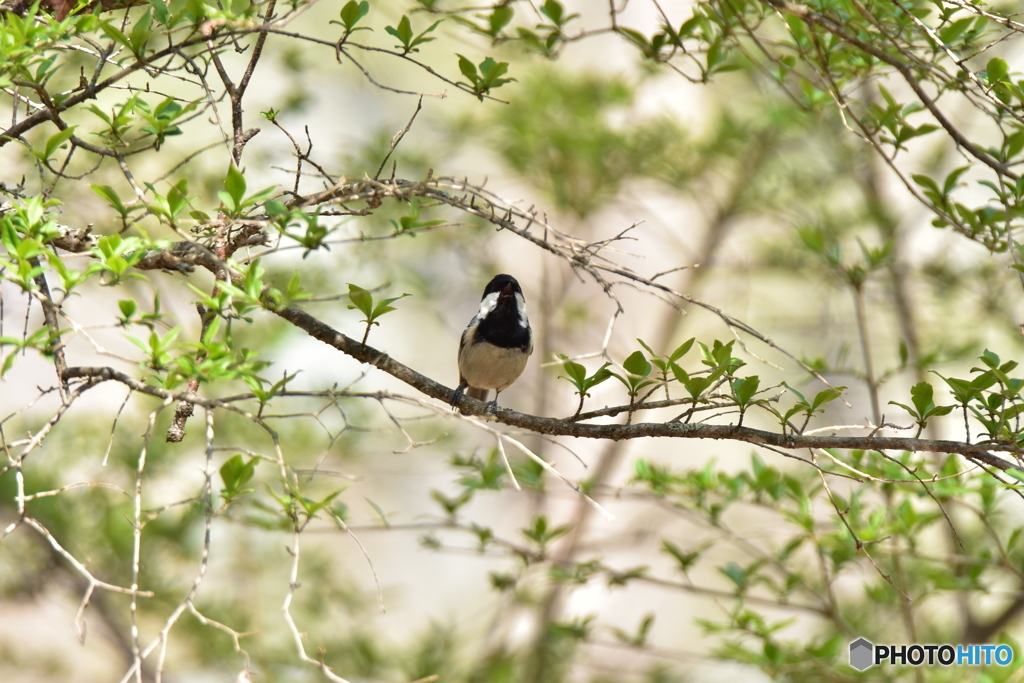 原生林での出会い Ⅳ