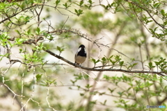 原生林での出会い Ⅳ