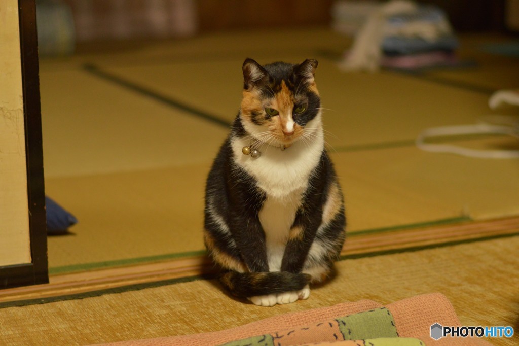 遊ぶニャか？