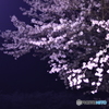 花の匂う夜
