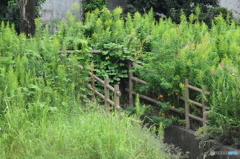 居るんです！ ①