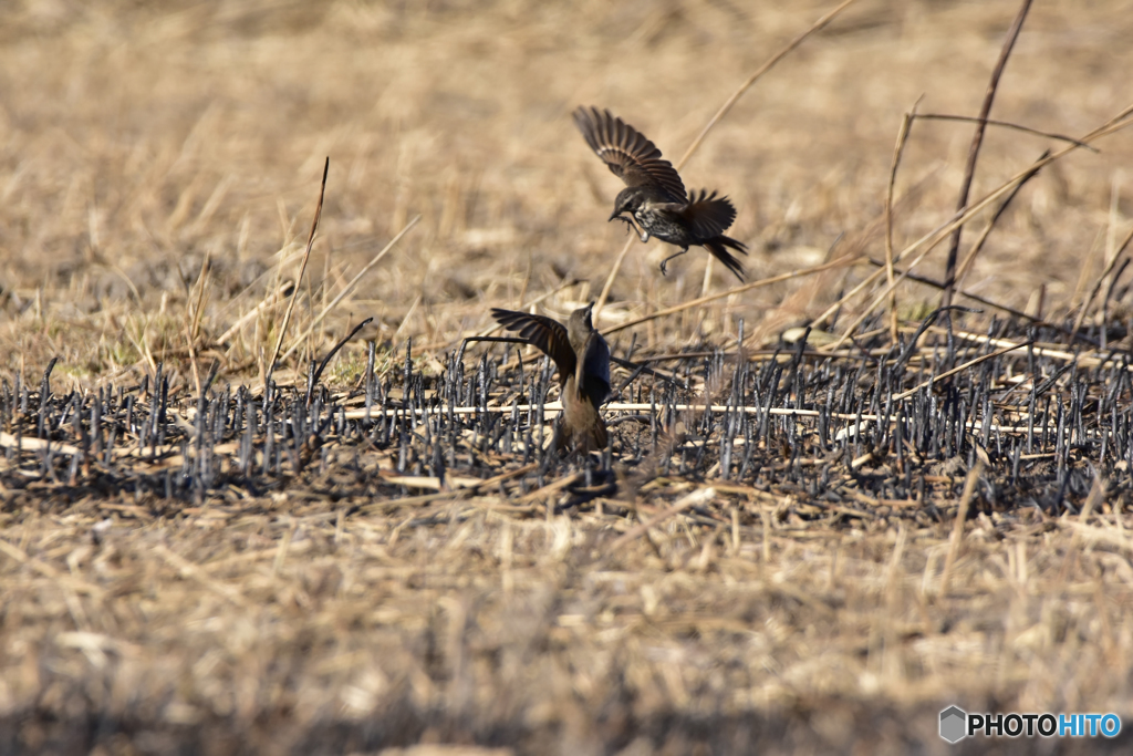 ツグミの争い Ⅱ