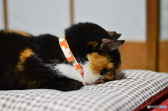 眠いニャ〜〜