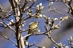 冬のルリビタキ