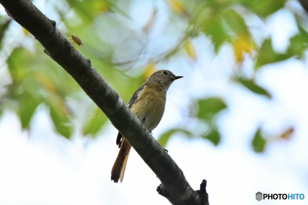 ジョウビタキがやって来た！ ③