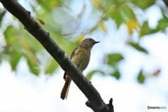ジョウビタキがやって来た! ③ ジョウビタキがやって来た! ③