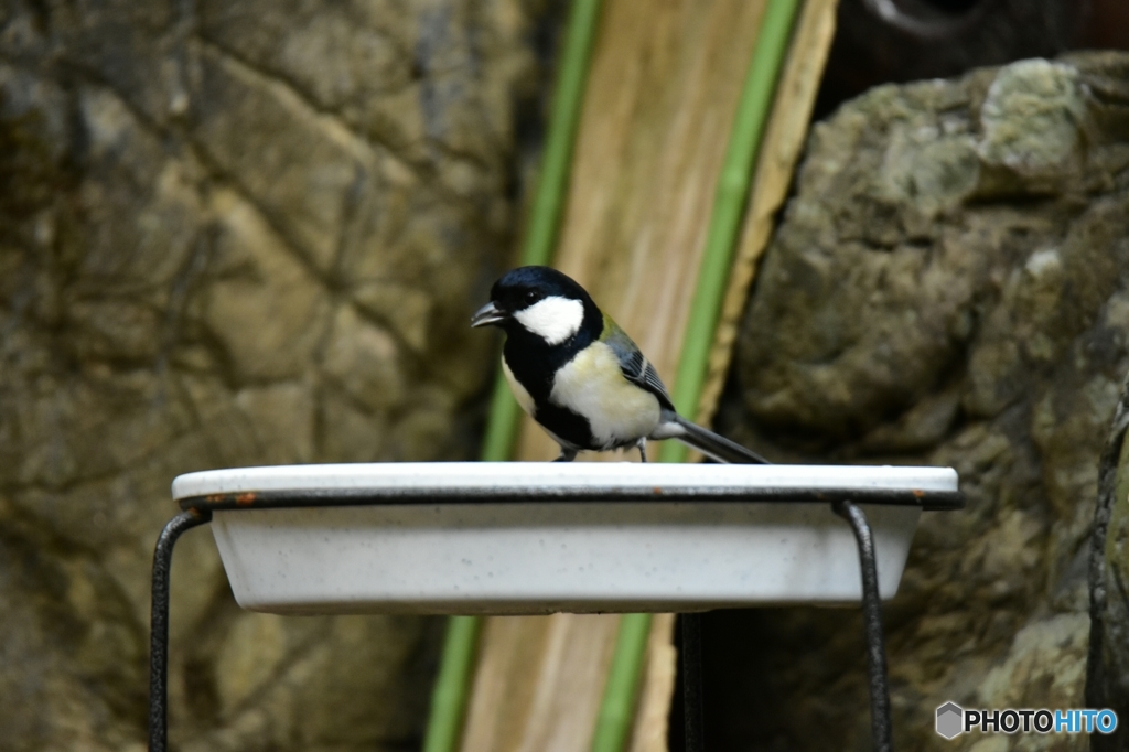 僕もお邪魔します♪