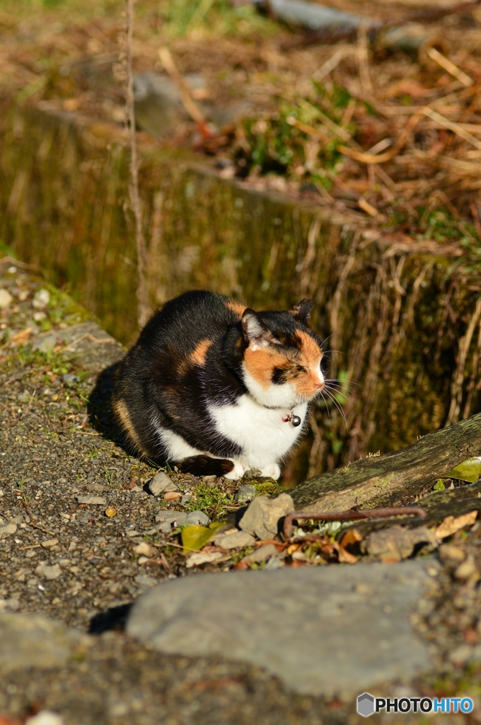 今日はどこ行くニャ