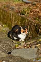 今日はどこ行くニャ