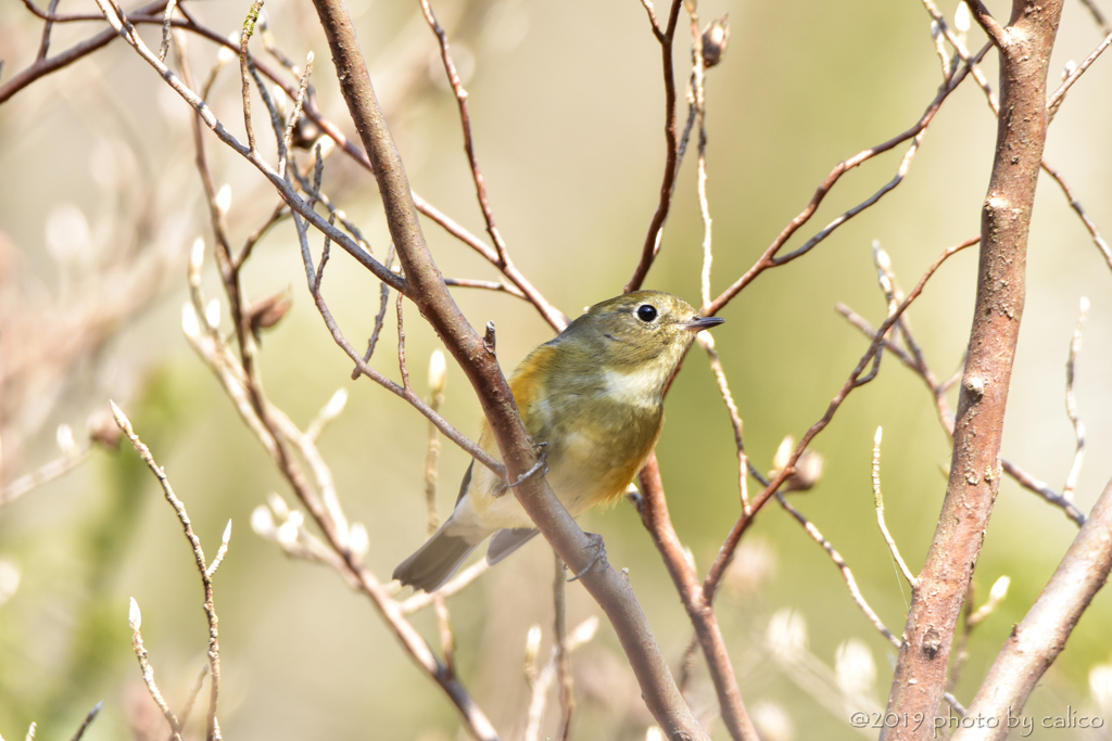 ルリビタキの青い空
