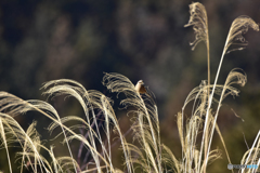 寝ても覚めても 寝ても覚めても