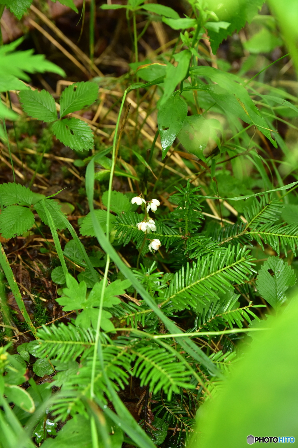 鳳凰小屋の草花達 IV