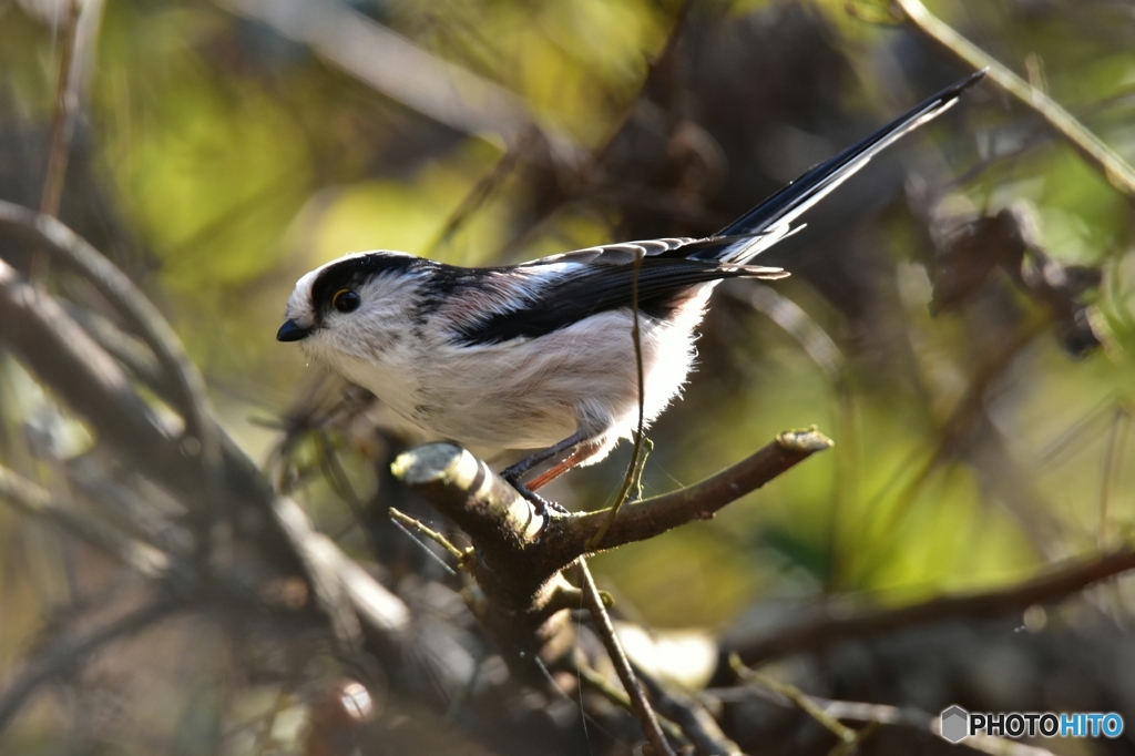 水浴び後のエナガ