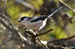 水浴び後のエナガ