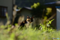 そっと覗いて見ているニャ