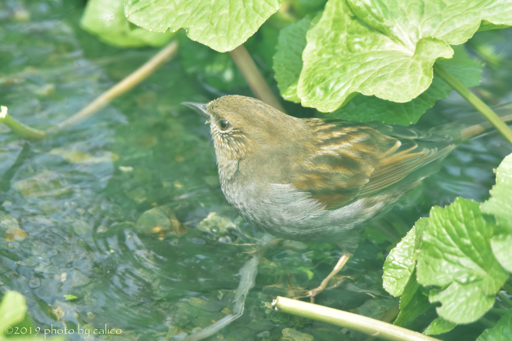 ここの水は冷たいな