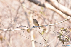 ひとりが好き ひとりが好き