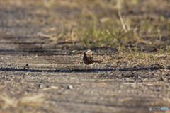 マイペースに行こう マイペースに行こう