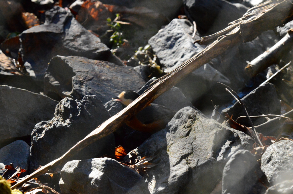 湧き水は美味しいよ