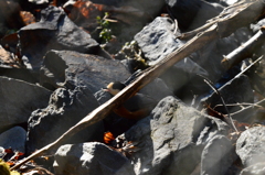 湧き水は美味しいよ