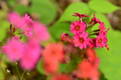 五輪で仕舞いけり