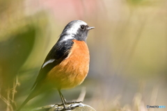 陽気に登場 Ⅱ 陽気に登場 Ⅱ