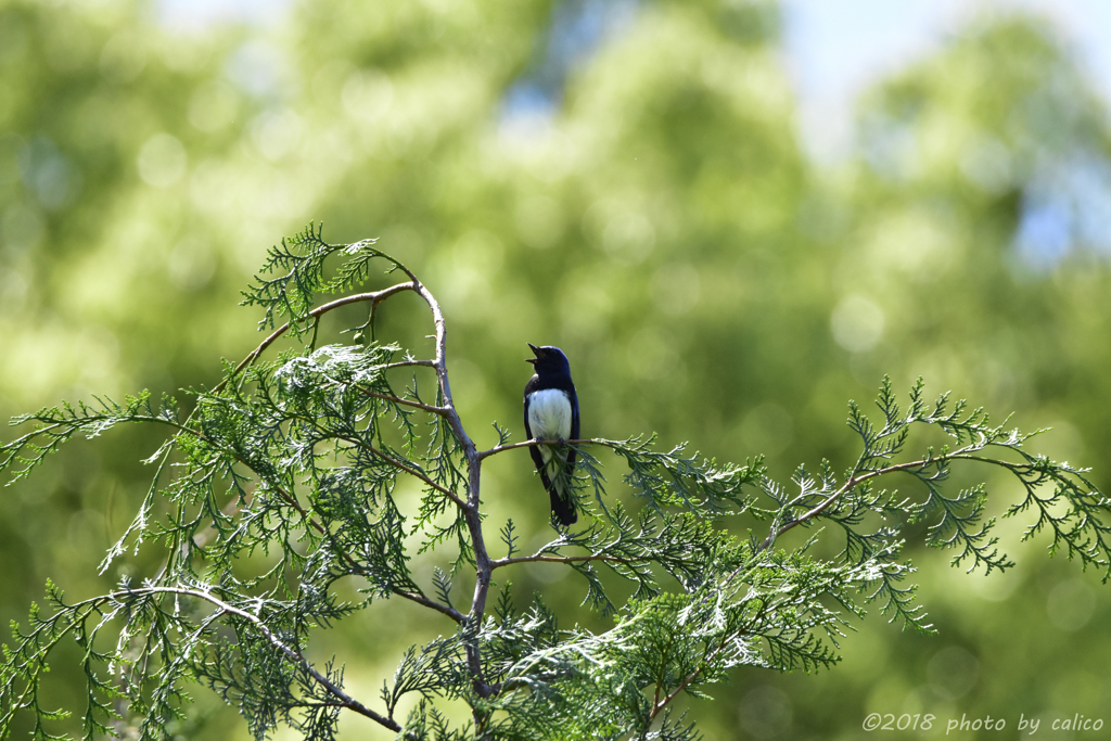 大瑠璃のこゑひとつ