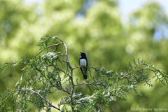大瑠璃のこゑひとつ