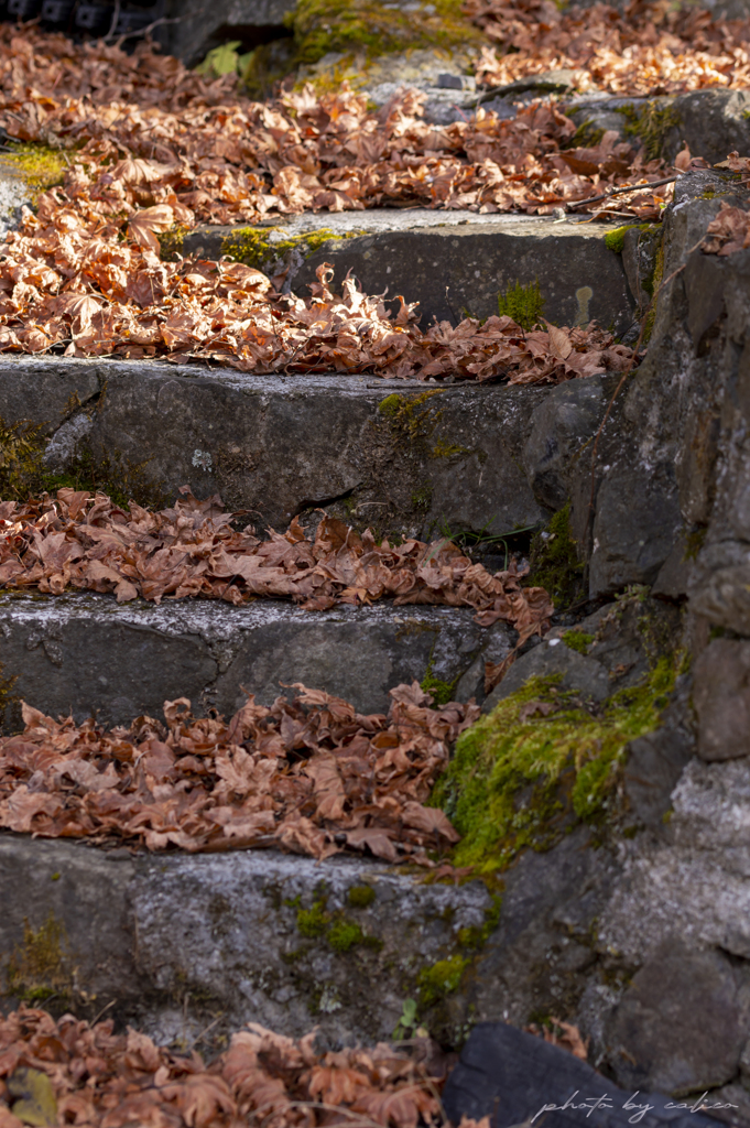 枯れ葉の石段