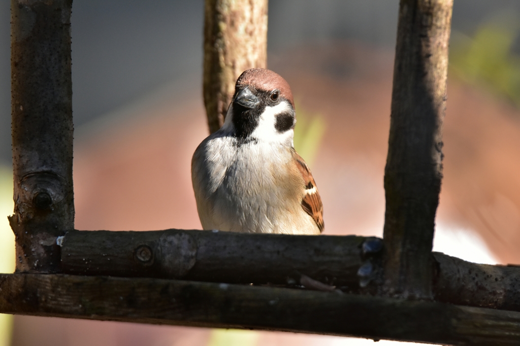 それでも乗ってみたい雀