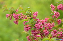 春の終わりを告げる花