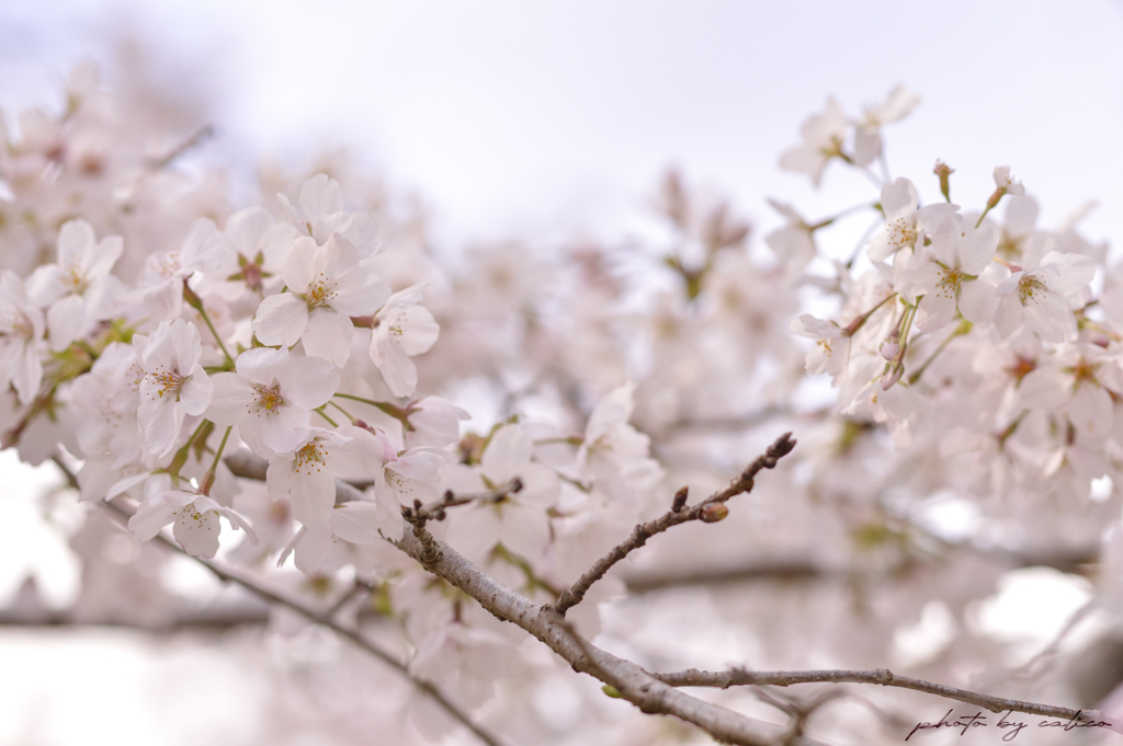 桜色 Ⅲ