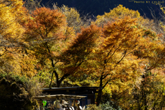 燃える紅葉
