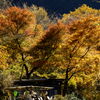 燃える紅葉