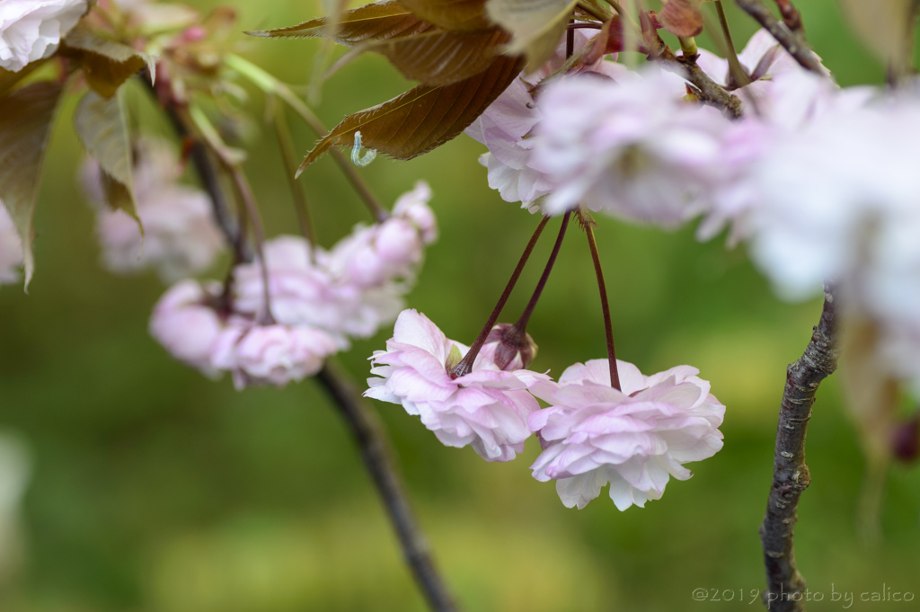 山八重桜 Ⅲ