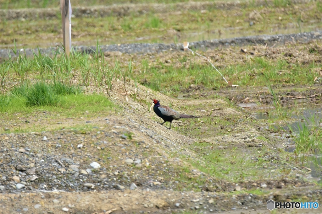 そこは工事中だよ