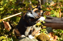 猫パンチ！