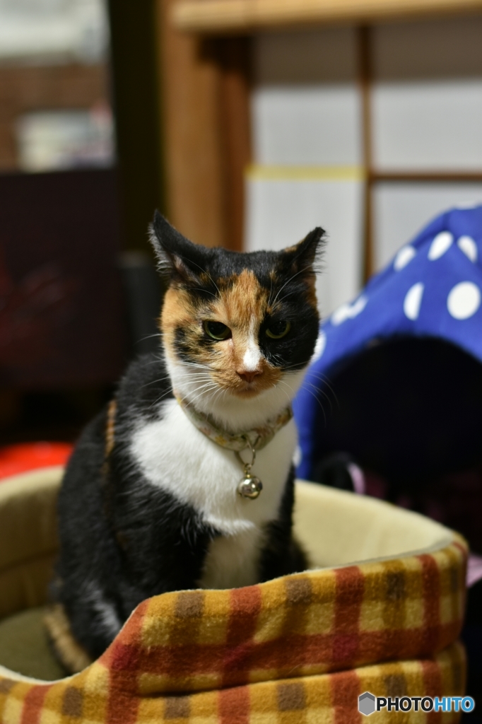 今夜はこっちの気分ニャ