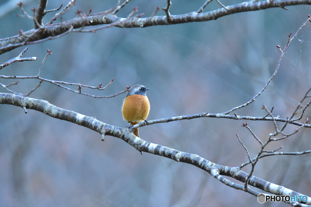 寒風に丸くなる