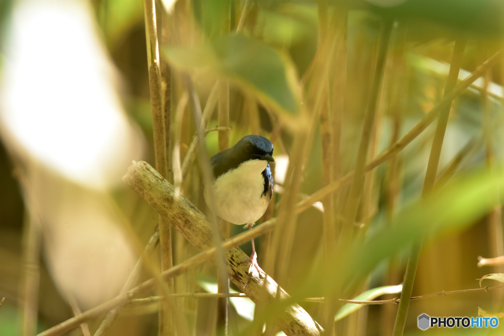 藪の中のコルリ ①